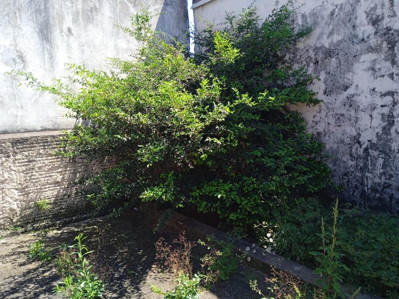 Canteiro com vegetação antes do serviço.